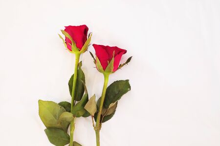 Two red roses on white backgroundの写真素材
