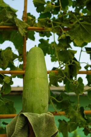 Hatch fruit hanging in gardenの写真素材