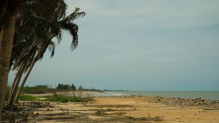Coconut trees on shore by the sea