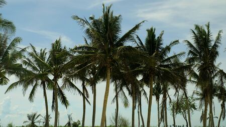 Line of coconut trees on blue skyの写真素材