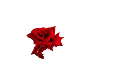 Red rose isolated on white backgroundの写真素材