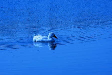 Close up white duck floating on water surface