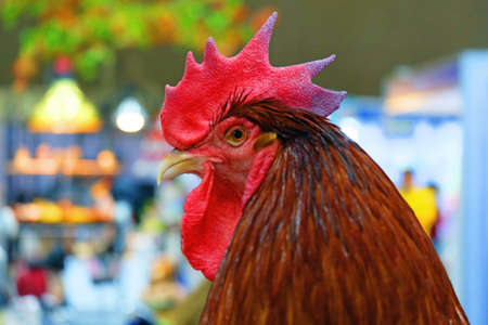 Close up face of a brown hen with red cockscomb and sharp mouse on blur backgroundの写真素材