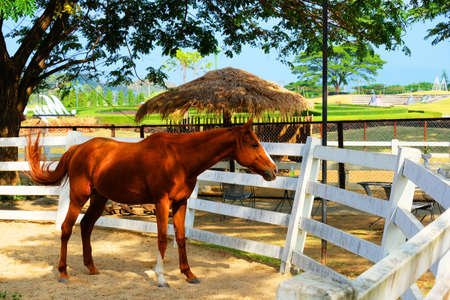 A handsome brown horse standing in a white stable in animal farmの写真素材