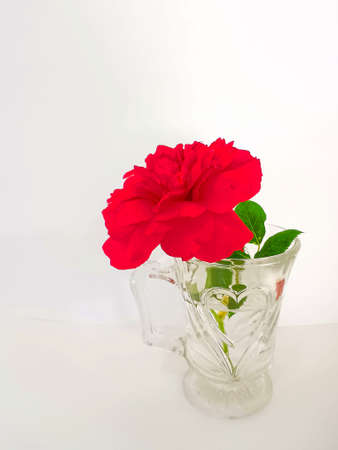 Fresh red rose with green strips in transparent glass with heart shape pattern on white backgroundの写真素材