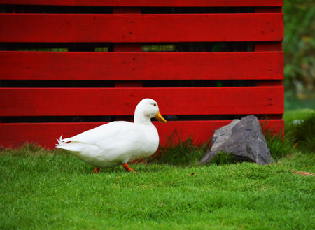 I visit two garden cafes nearby a lake and a river, they have lovely animal, for instance duck, and other stuffs suitable to take photos, so I shoot a lot of pictures to be shown hの写真素材
