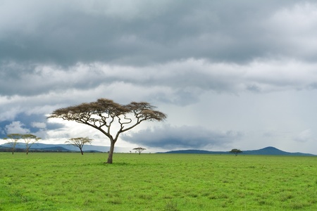 African landscape. Acacia tree in savannah.の写真素材