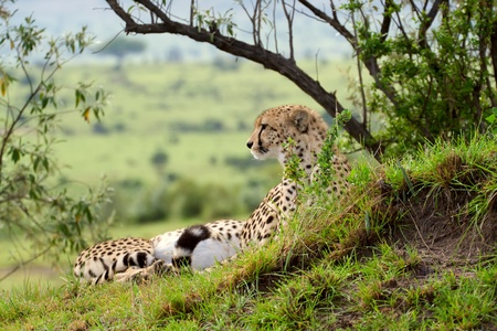 Cheetah (Acinonyx jubatus). Large-sized feline inhabiting most of Africa and parts of the Middle...