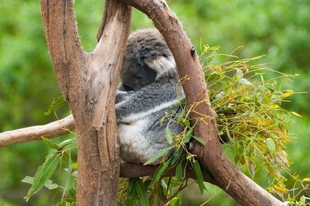 Koala sleeping in a tree. The koala (Phascolarctos cinereus) is an arboreal herbivorous marsupial native to Australia, and the only extant representative of the family Phascolarctidae.の写真素材