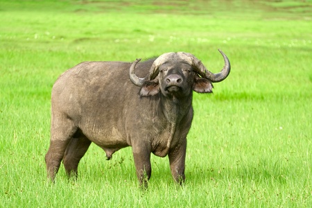 African buffalo (Syncerus caffer) on the grass. The photo was taken in Ngorongoro Crater, Tanzaniaの写真素材