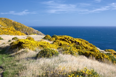 Beautiful New Zealand landscape. Mountains covered by yellow flowers (Gorse - Ulex europaeus). East...