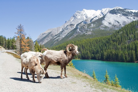 Mountain Bighorn Sheep on Lake Minnewanka, Alberta, Canadaの写真素材