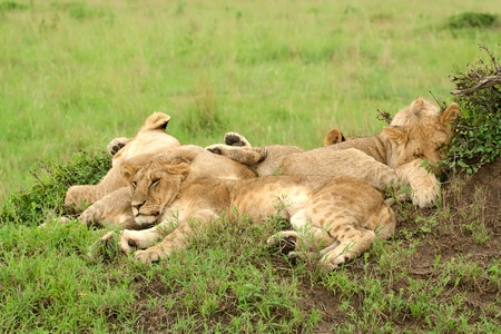 Three lion cubs lying on the grass in african savannah, Masai Mara National Reserve, Kenyaの写真素材