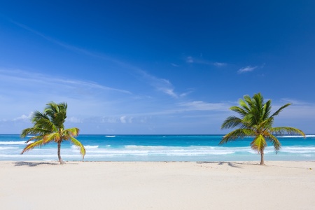 Two palm trees on the tropical beach, Bavaro, Punta Cana, Dominican Republicの写真素材