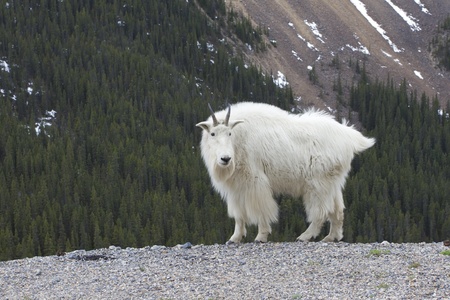 Canadian Rocky Mountain Goatの写真素材
