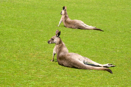 Two kangaroos in Phillip Island Wildlife Parkの写真素材