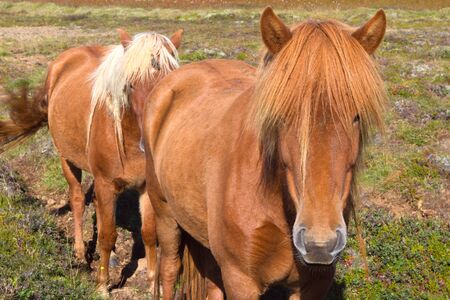 Icelandic horsesの写真素材