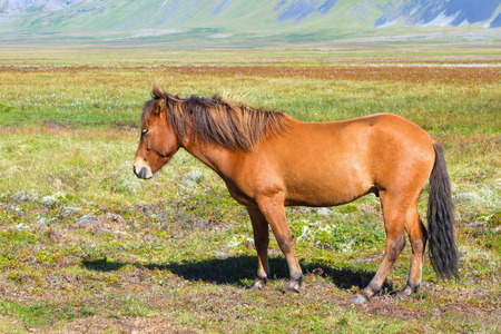 Icelandic Horseの写真素材
