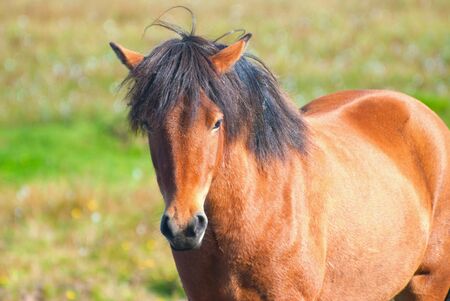 Icelandic Horseの写真素材