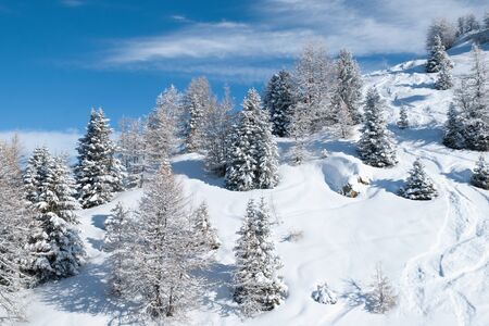 Beautiful winter landscape with fir trees, Les Arcs, Franceの写真素材