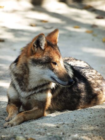 Wild animal