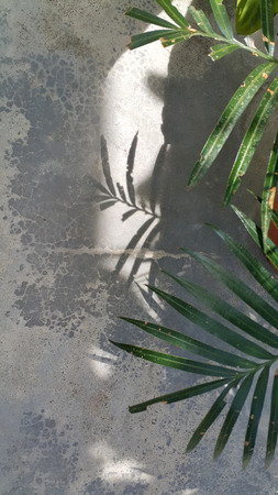 Shadows of leaves on the cement floor.の写真素材