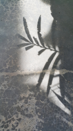 Shadows of leaves on the cement floor.