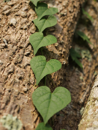 Ivy shaped like a heart climb on tree trunks.の写真素材