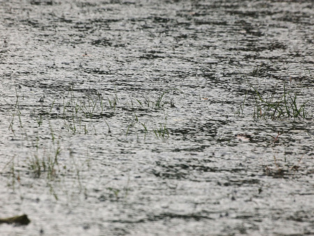 Grass shoots are emerging from the water that flooded.の写真素材