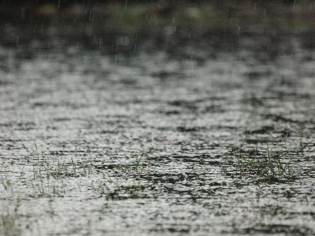Grass shoots are emerging from the water that flooded.の写真素材