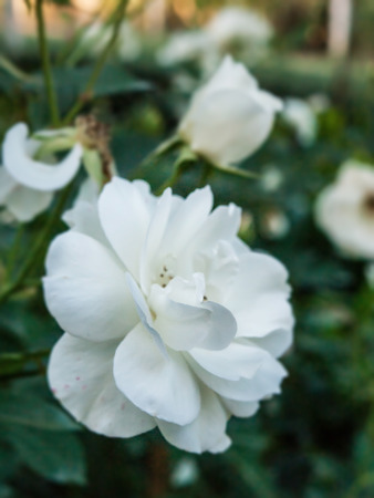 The white roses in the gardenの写真素材