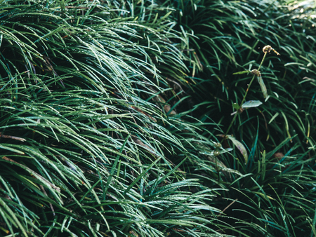 low key photo of ground cover that looks slender leaves.の写真素材