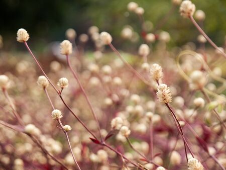 selective focus of small flowers in the garden with blur backgroundの写真素材
