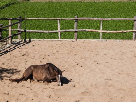 Horse training ground, located in the vegetable patch. And natural beautyの写真素材