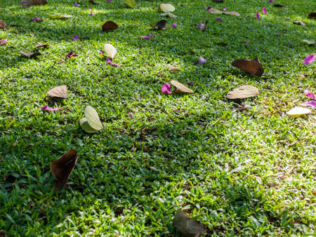 Green lawn with flowers and leaves fall.の写真素材