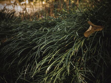 low-key photo of ground cover that looks slender leaves.