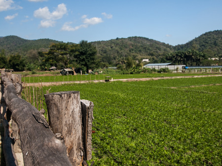 Photos landscape and vegetable garden with a wooden fence foreground.の写真素材