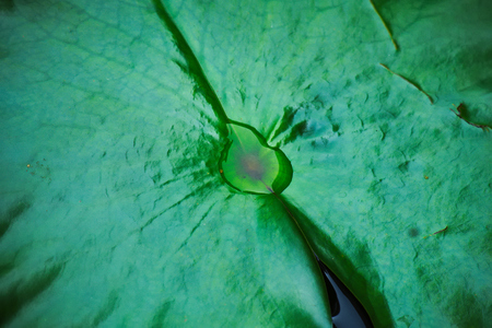 Water droplets on fresh green lotus leaf at a pond.の写真素材