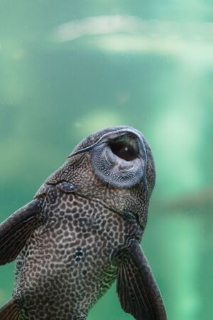 One type of fish that likes to suck the glass of the aquarium, makes the water clear. And eat the moss and algaeの写真素材