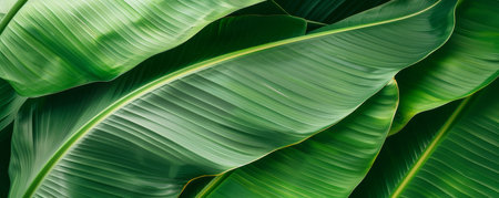 A close-up view of lush green leaves showcasing natural textures and vibrant colors, perfect for nature-themed projects.の素材