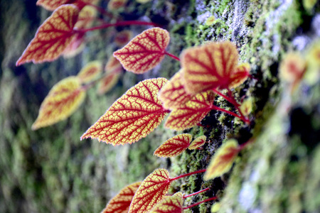 dtÃ?Â´n bee goh niaの写真素材