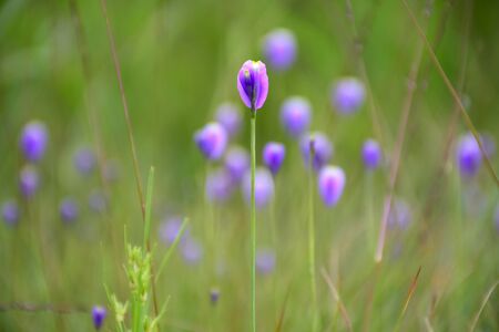 Thai Nameの写真素材