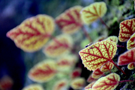 Begonia flowers
