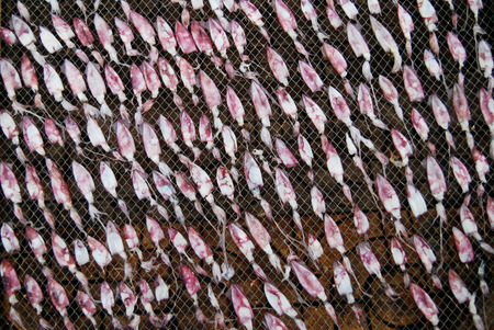 dried squidの写真素材