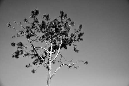 Tree back and white