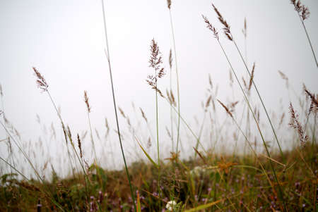 Grass in the fogの写真素材