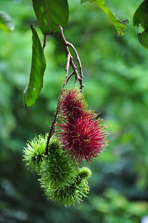 Rambutan red & greenの写真素材