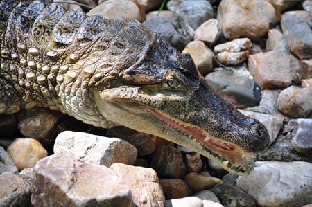 Crocodile On Stonesの写真素材