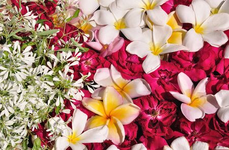 Flowers for backgroundの写真素材