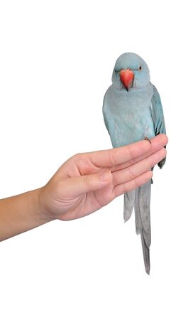 Parot on hand isolatedの写真素材